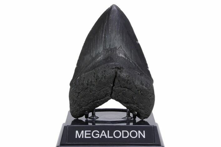 Serrated, Fossil Megalodon Tooth - South Carolina #357371